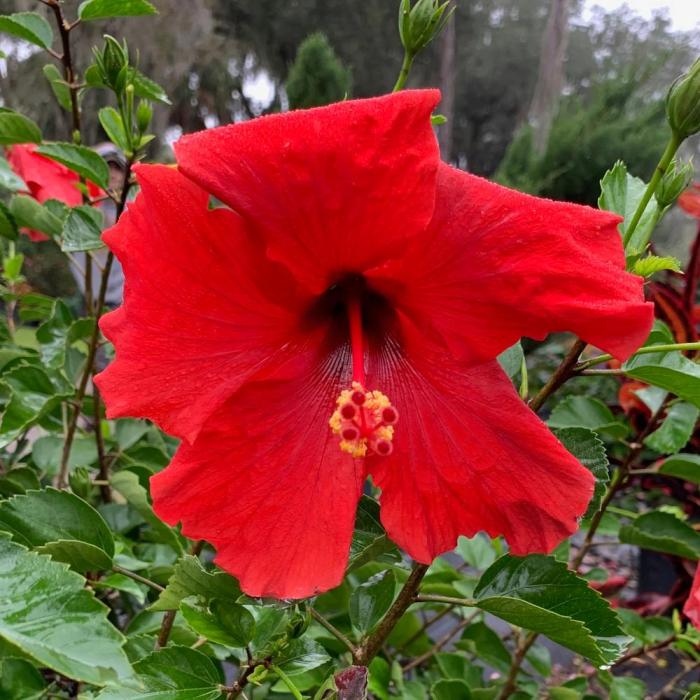 Tropical plant with red flowers