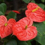 Tropical plant with red flowers