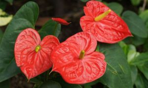 Tropical plant with red flowers