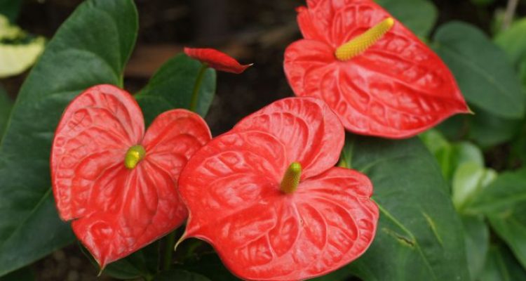 Tropical plant with red flowers