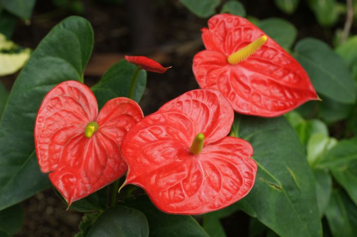 Tropical plant with red flowers