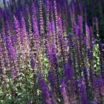 Tall plant with purple flowers