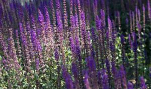 Tall plant with purple flowers