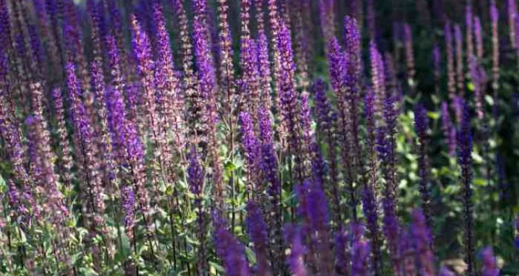 Tall plant with purple flowers