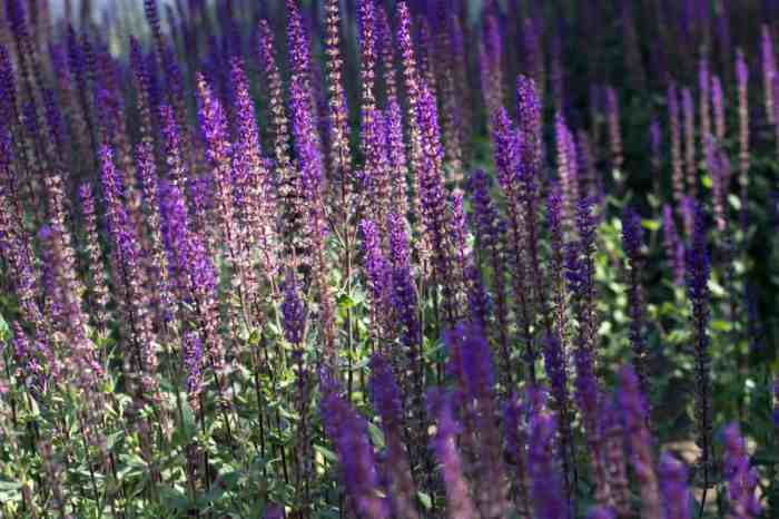 Tall plant with purple flowers