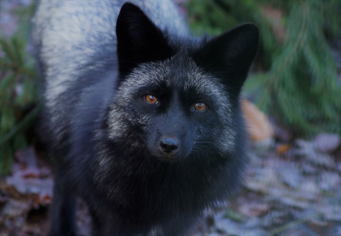 Fox silver golden story gregg shorthand ann 2012 brokelman photography